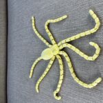 Articulated 3D Printed Octopus